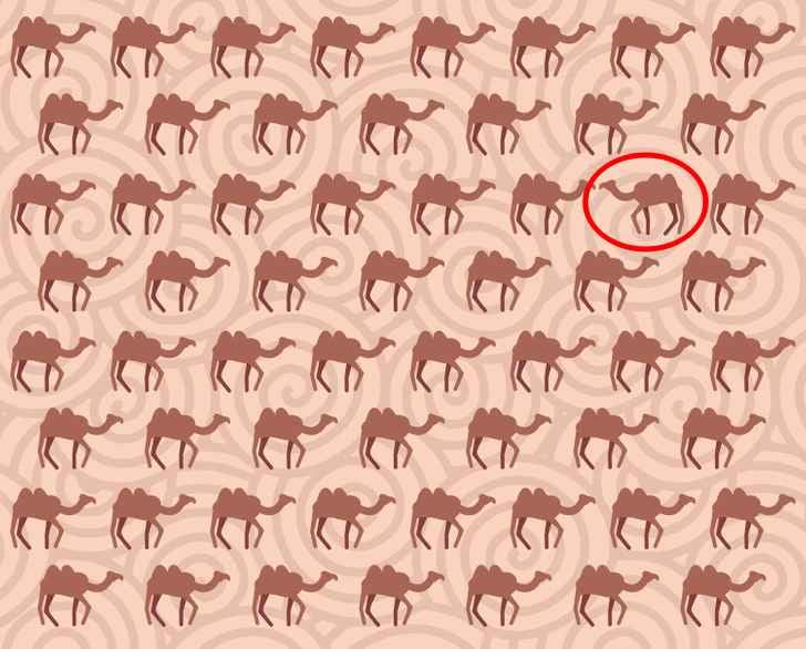 Rozwiązanie Rozwiązanie zagadki z wielbłądem