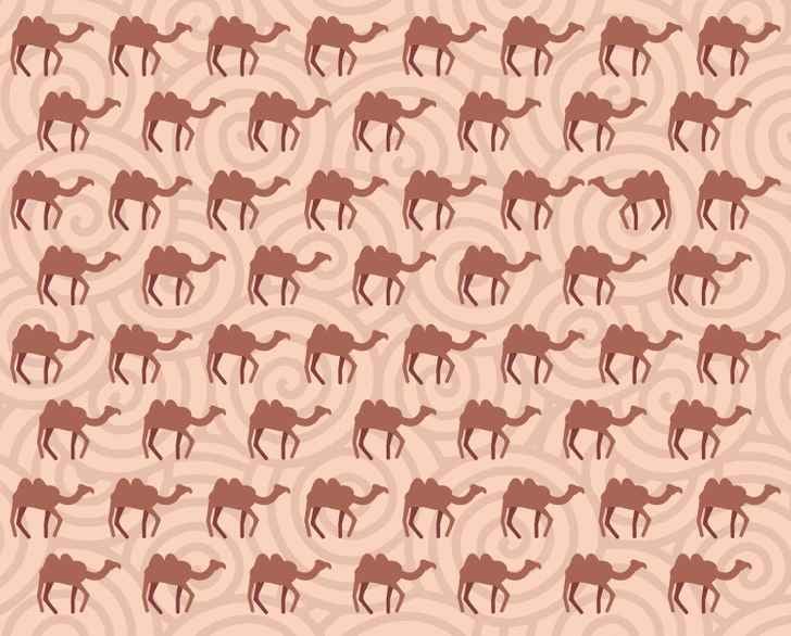 Zagadka Zagadka - znajdź dziwnego wielbłąda