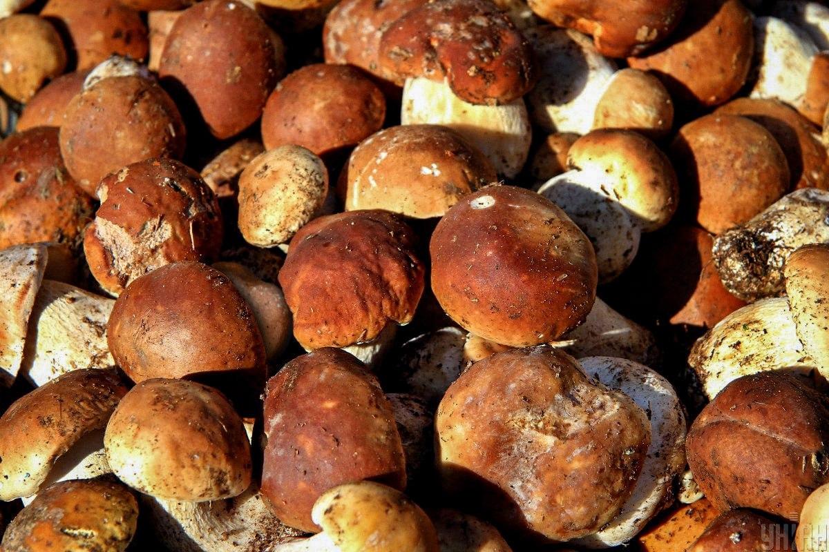 Znajdź kamień wśród grzybów na czas / kolaż Moje