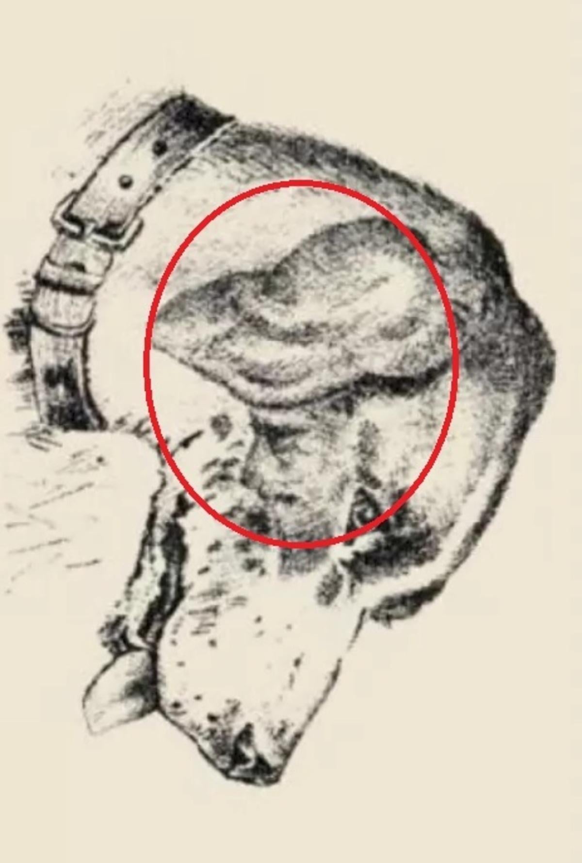 Ludzka twarz znajdowała się na psim uchu / narysowana przez safalta.com