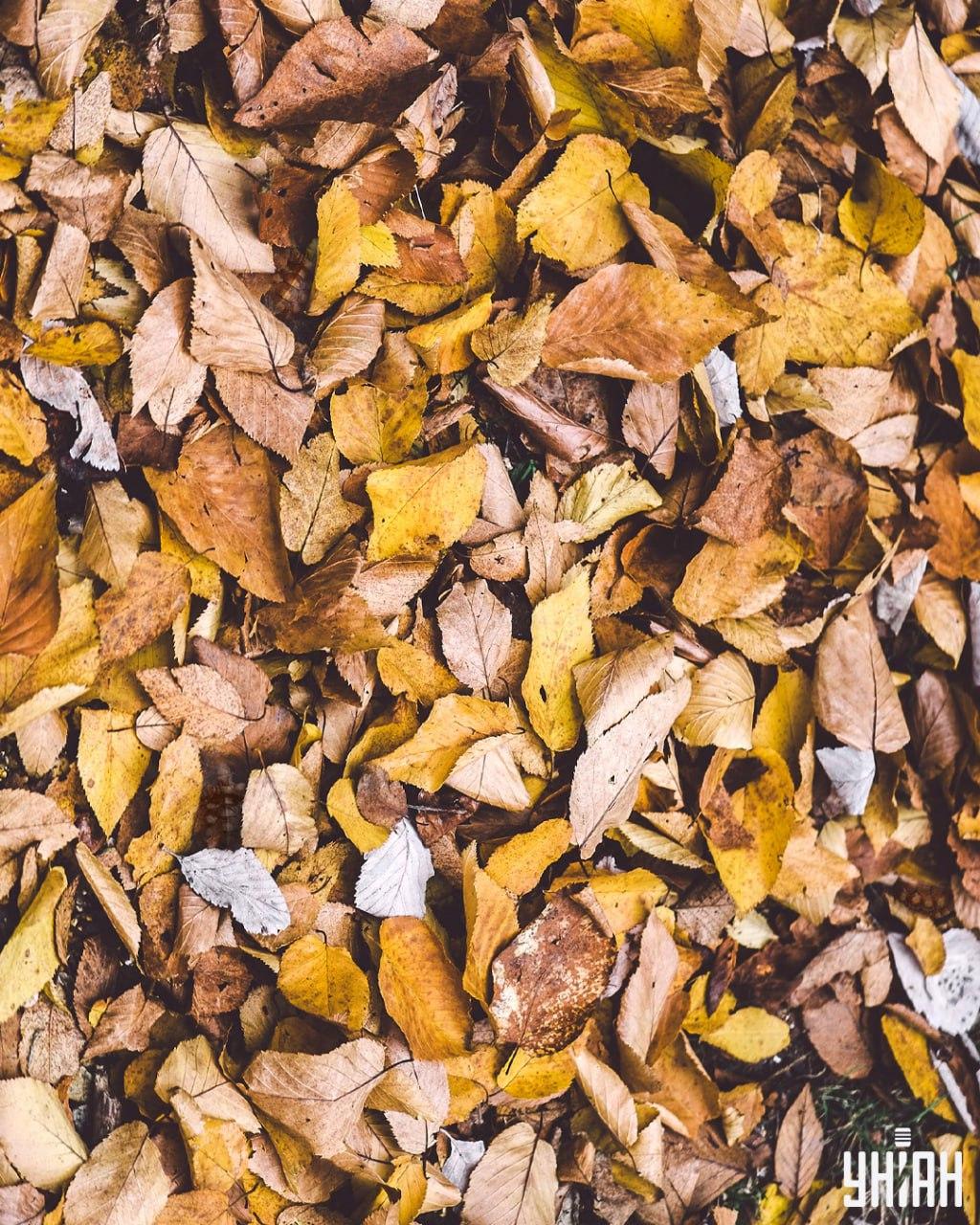 Znajdź żółwie wśród liści / kolaż Moje