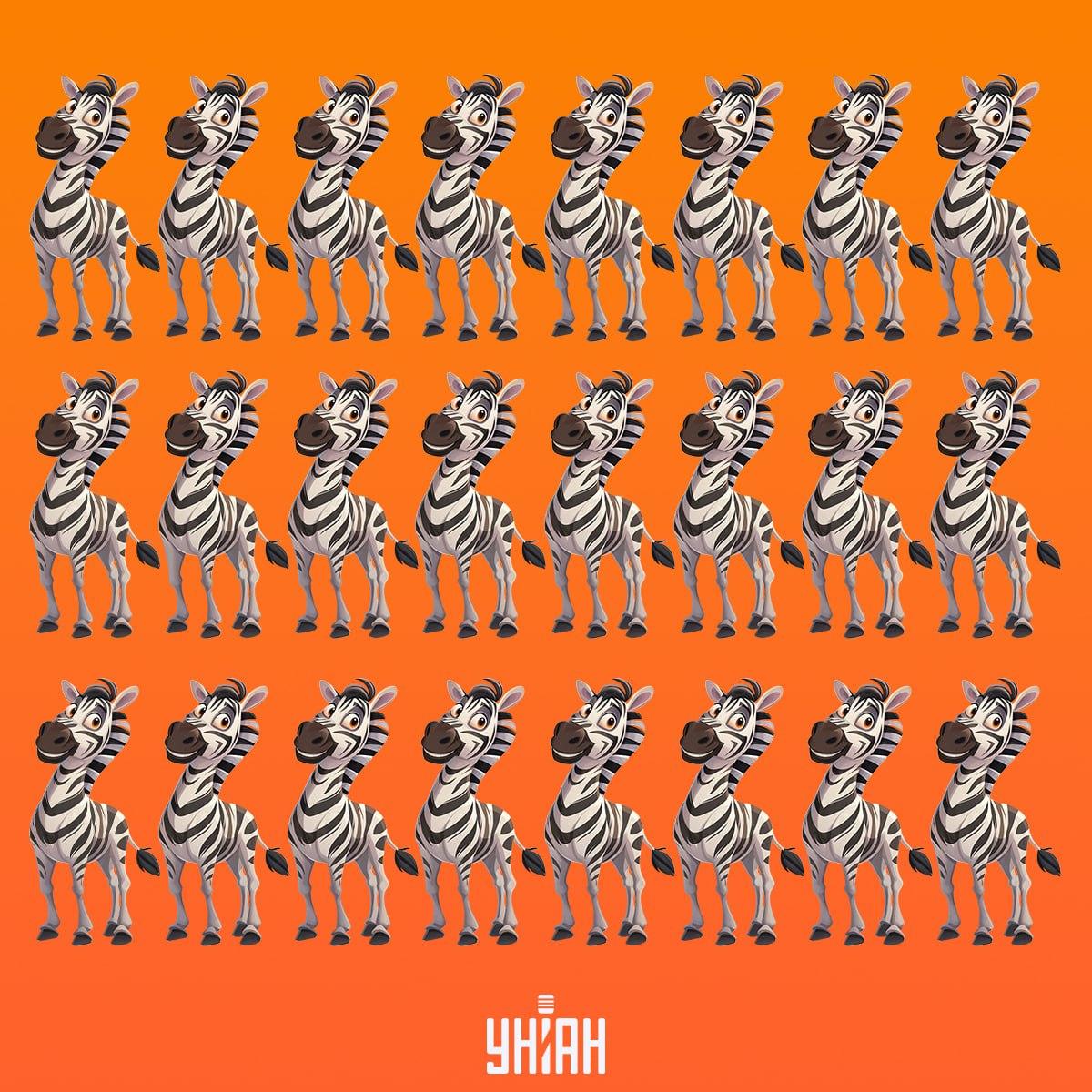 Czas znaleźć zebrę, która nie jest taka jak inne / kolaż Moje Czas znaleźć zebrę, która nie jest taka jak inne / kolaż Moje