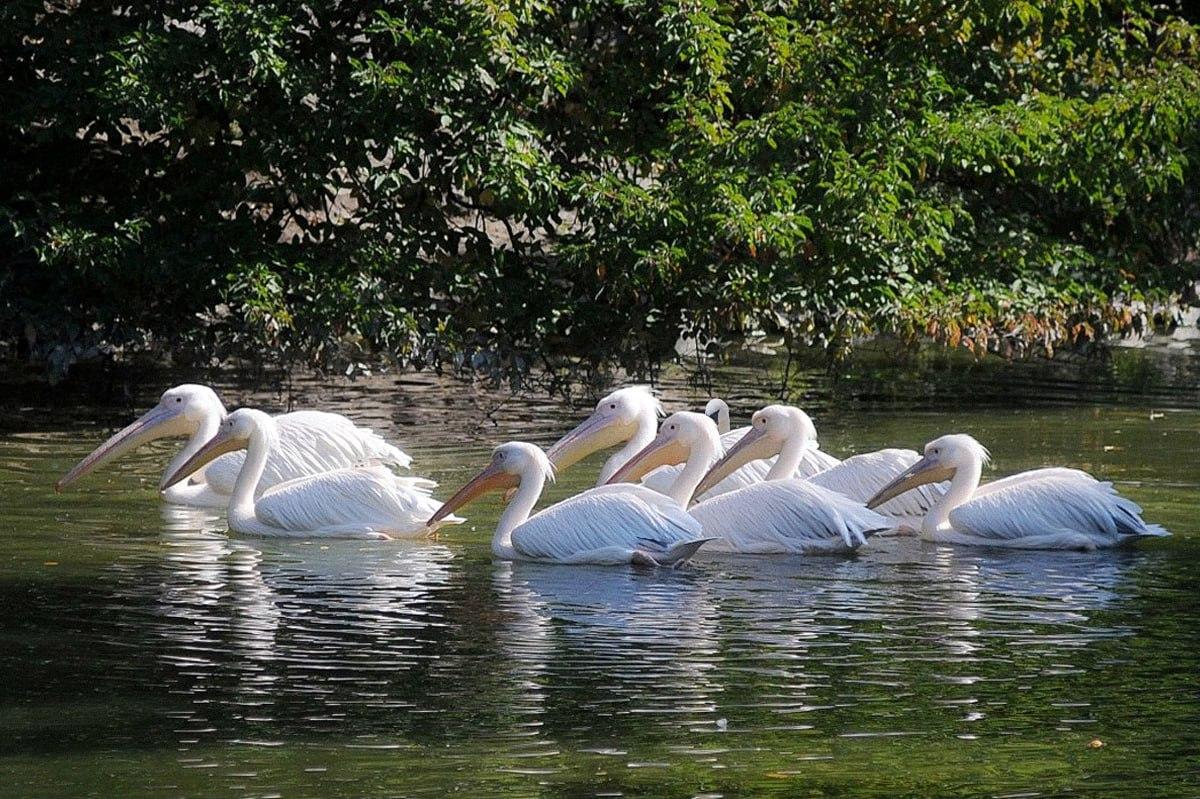 Znalezienie ptaka, który różni się od reszty, zajmuje mniej niż 10 sekund / Kolaż Moje
