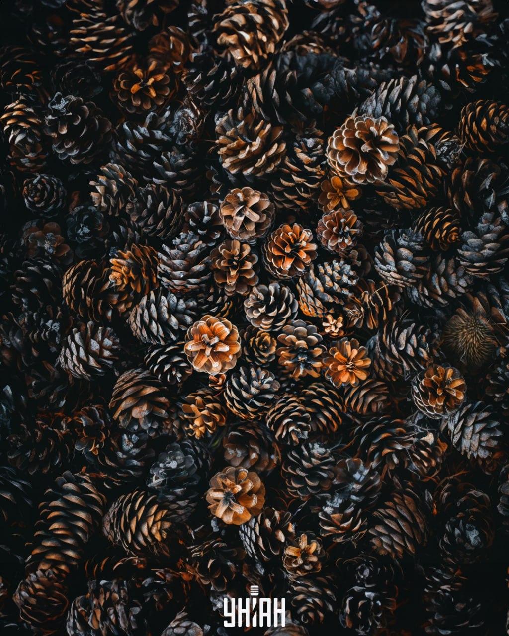 Trzeba znaleźć jeża wśród szyszek / kolaż Moje Konieczne jest znalezienie jeża wśród szyszek / kolaż Moje