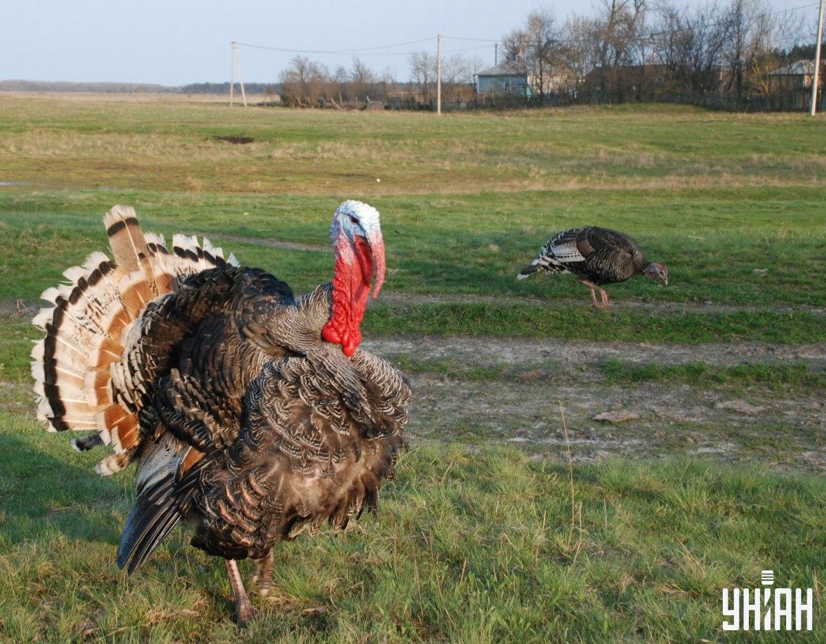 Iluzja optyczna z ukrytym wróblem