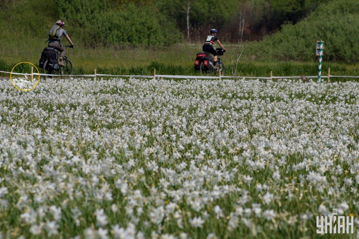 Rozwiązanie łamigłówki z bocianem