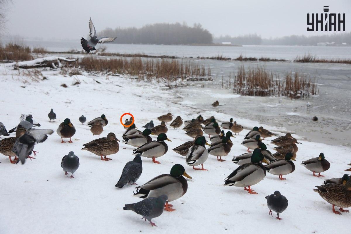 Wróbel ukrywał się w pobliżu centrum iluzji optycznej / kolaż ze zdjęciem Moje Wróbel ukrywał się w pobliżu centrum iluzji optycznej / kolaż ze zdjęciem Moje
