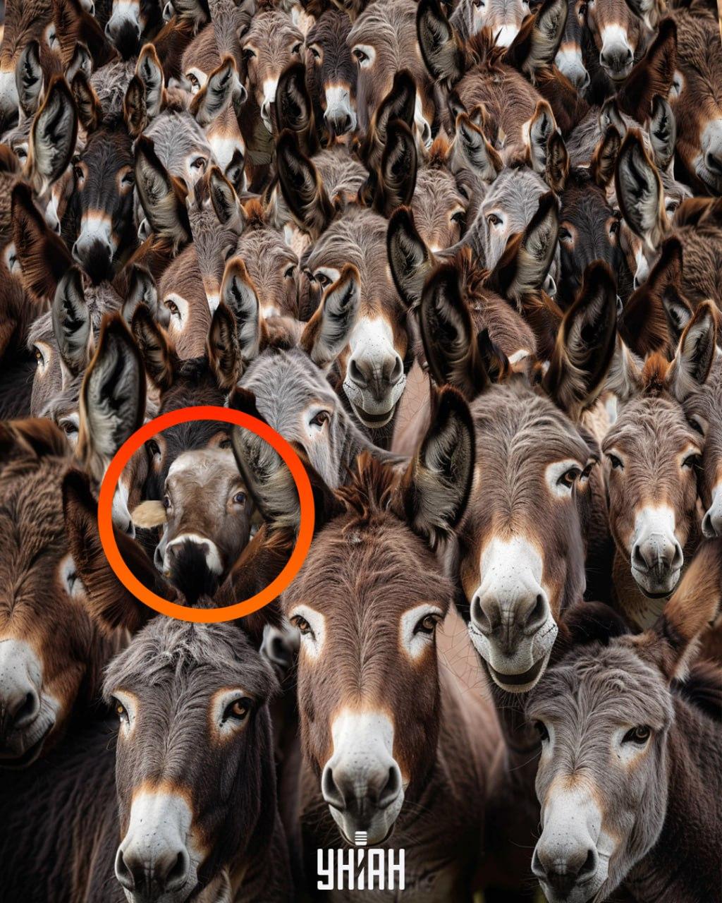 Rozwiązanie iluzji - byk zaznaczony na czerwono