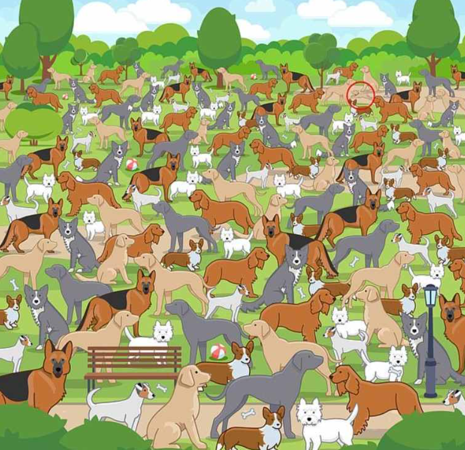 Zdjęcie Jagranjosh z zaznaczonym szczeniakiem