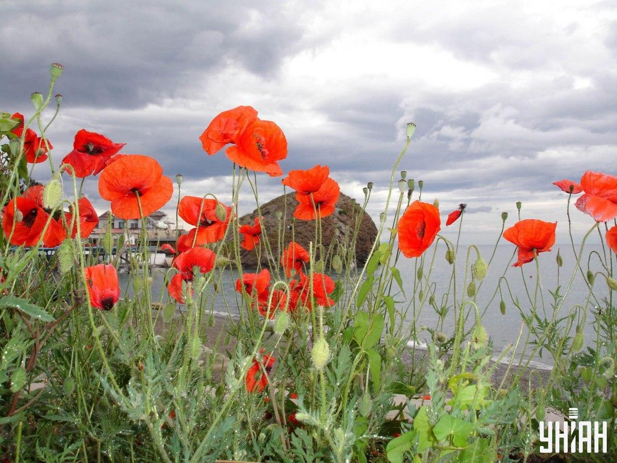 Zdjęcie zagadki - ukryta mewa