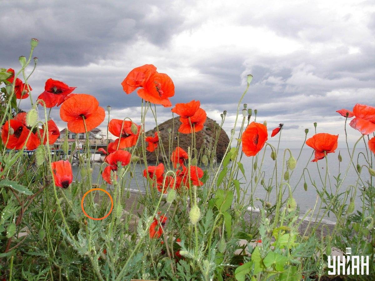 Zdjęcie zagadki - rozwiązanie z zaznaczoną mewą