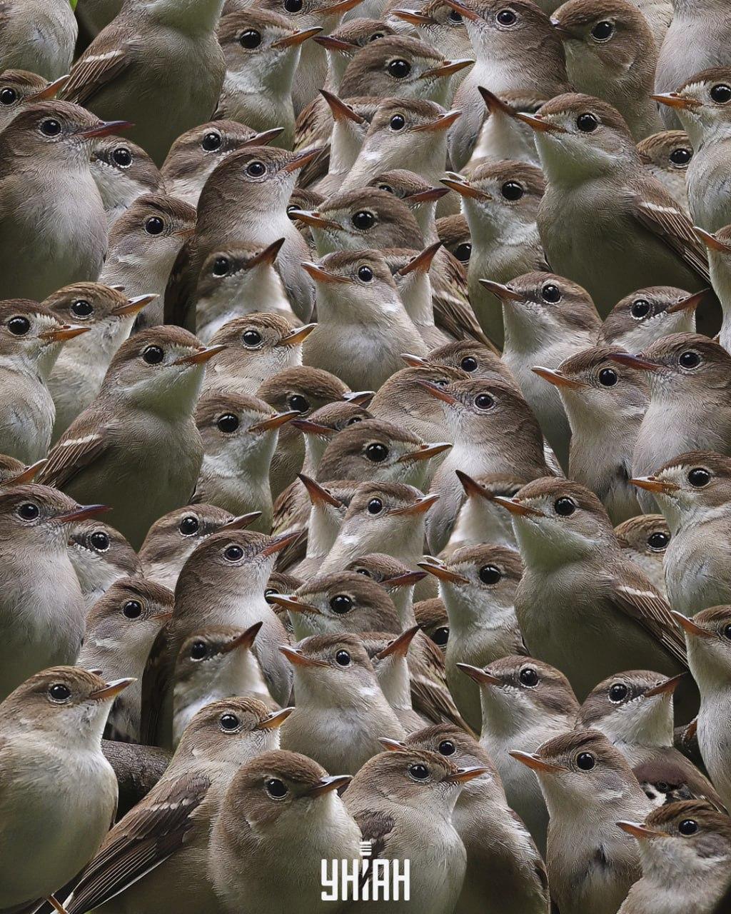 Powinieneś szukać wróbla wśród słowików / kolaż Moje