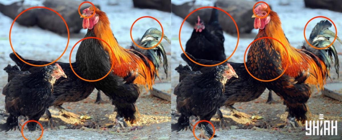 Trzeba było zwrócić uwagę na drobne szczegóły / kolaż Moje