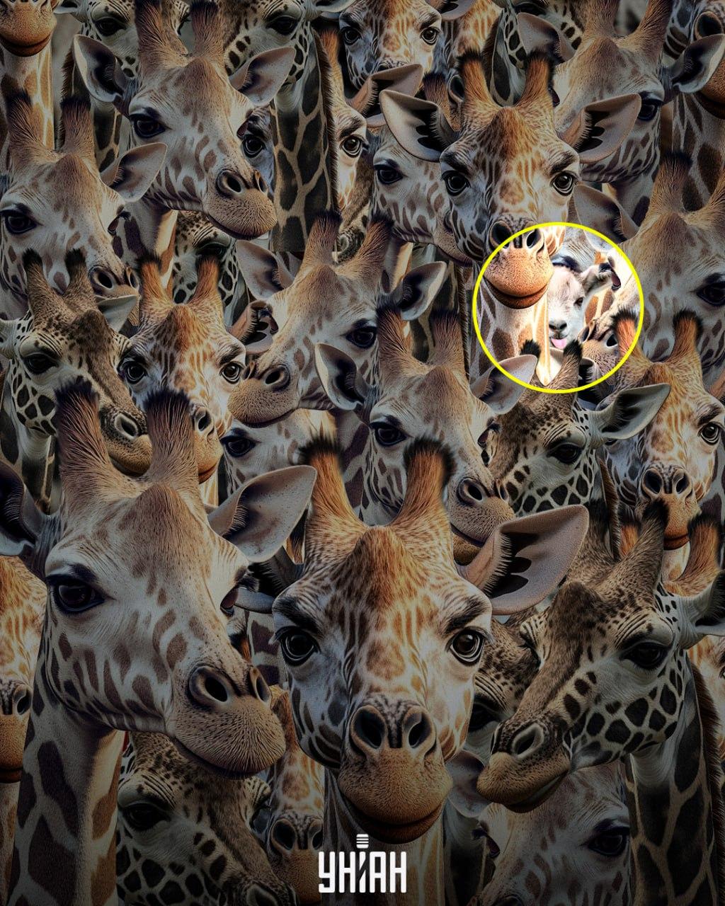 Musimy wytropić niegrzeczną kozę / kolaż Moje