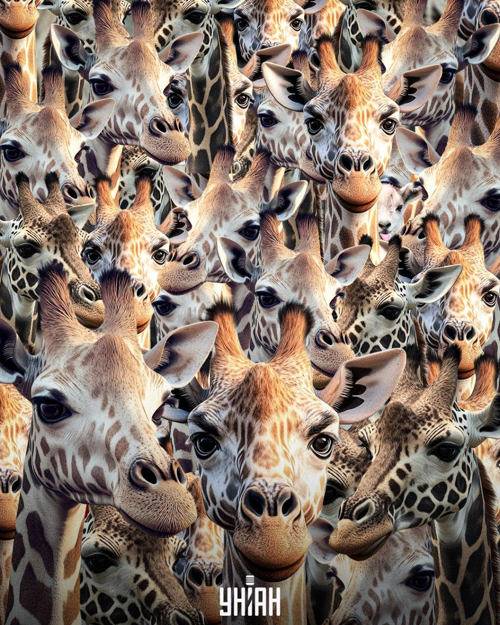 Konieczne jest znalezienie źle wychowanej kozy / kolaż Moje