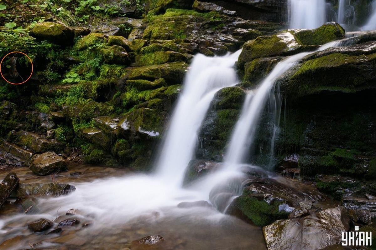 Odpowiedź na zagadkę z lisem - gdzie dokładnie ukryło się zwierzę / kolaż Moje, fot. Moje
