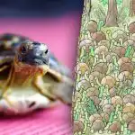 Iluzja optyczna nie jest dla osób o słabych nerwach: czy