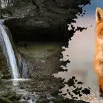 Iluzja optyczna z niepozorną wskazówką: musisz znaleźć lisa na obrazku