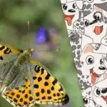 Inteligentny jak Sherlock czy nie: łamigłówka do testów IQ