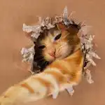 Jak wielkim geniuszem jest twój kot: prosty test IQ z