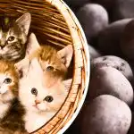 Masz tylko 11 sekund: tylko najbardziej uważni znajdą ziemniaki wśród