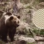 Musisz znaleźć niedźwiedzia w 11 sekund: złudzenie optyczne dla najbardziej