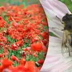 Najtrudniejsze złudzenie optyczne: trzeba znaleźć pszczołę wśród maków