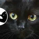 Romantyczny marzyciel czy zaciekły realista: ciekawy test charakteru na podstawie