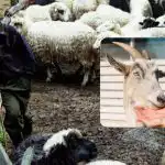 Sprawdź swoje IQ w 10 sekund: zabawna iluzja optyczna dla