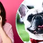 Super wyrafinowana iluzja optyczna: tylko prawdziwy detektyw może znaleźć psa