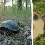 Szybki test IQ: powinieneś znaleźć grzyba w lesie w 5