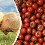 Szybki test IQ: tylko nieliczni znajdą granat wśród pomidorów