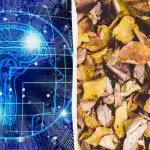 Szybki test IQ: znajdź trzy żółwie wśród liści w 9