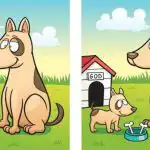 Test IQ: musisz znaleźć 5 różnic między zdjęciem psa i