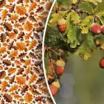 Tylko eksperci są w stanie dostrzec żołądź w ciągu 10 sekund w trudnej grze logicznej Tylko eksperci są w stanie dostrzec żołądź w ciągu 10