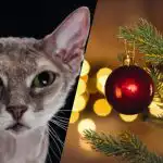 Tylko fajny detektyw może znaleźć kota w dziewięć sekund: zagadka