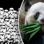 Tylko garstka ludzi potrafi znaleźć pandę w 5 sekund: niezwykle trudna łamigłówka. Tylko garstka ludzi potrafi znaleźć pandę w 5 sekund: niezwykle