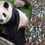 Tylko geniusz może znaleźć pandę wśród setek pingwinów w 15