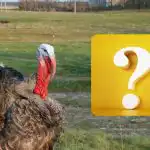 Tylko gigant z IQ może znaleźć wróbla w 10 sekund: