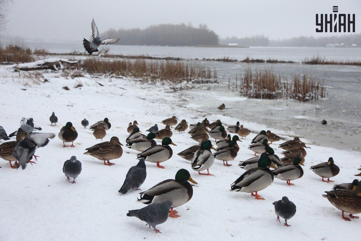 Znajdź wróbla w kilka sekund / kolaż ze zdjęciem Moje Znajdź wróbla w kilka sekund / kolaż ze zdjęciem Moje