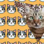 Tylko ludzie z imponującym IQ zobaczą dziwnego kota w 11