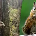 Tylko ludzie z "jastrzębim wzrokiem" mogą znaleźć wiewiórkę w 10 sekund: zagadka uważności Tylko ludzie z "jastrzębim wzrokiem" mogą znaleźć wiewiórkę w 10