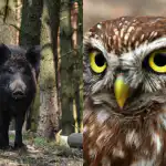 Tylko ludzie z wysokim IQ znajdą sprytną sowę w 9