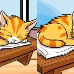 Tylko najbardziej uważni znajdą 3 różnice na zdjęciu kota w