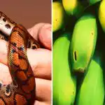 Tylko nieliczni są do tego zdolni: tylko ludzie z wysokim