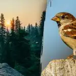 Tylko osoby z "jastrzębim wzrokiem" mogą znaleźć wróbla w 7