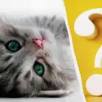 Tylko osoby z wysokim IQ zauważą kota na podwórku w