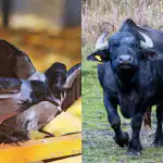 Wszyscy widzą bawoła, a tylko nieliczni znajdują wronę w lesie