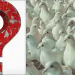 Wszyscy widzą gołębie, ale ty musisz znaleźć dumną mewę w