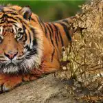 Zagmatwana zagadka z niewiarygodną odpowiedzią: musisz znaleźć tygrysa w lesie Zagmatwana zagadka z niewiarygodną odpowiedzią: musisz znaleźć tygrysa w lesie